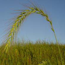 Prairie Grass
